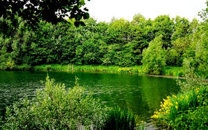 Greenery Surrounding Lake Wallpaper