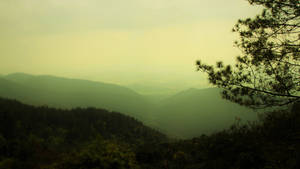 Greenish Foggy Forest And Mountains Wallpaper