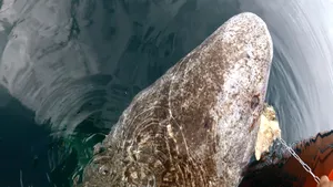 Greenland Shark Close Up Wallpaper
