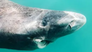Greenland Shark Close Up Wallpaper