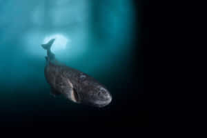 Greenland Shark Deep Blue Sea Wallpaper
