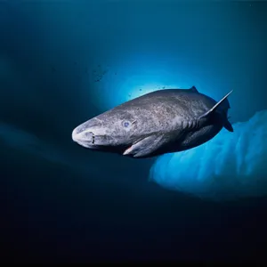 Greenland Shark Deep Blue Sea Wallpaper