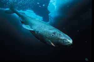 Greenland Shark Deep Blue Sea Wallpaper