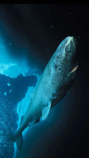 Greenland Shark Deep Blue Sea Wallpaper