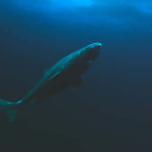 Greenland Shark Deep Blue Sea Wallpaper