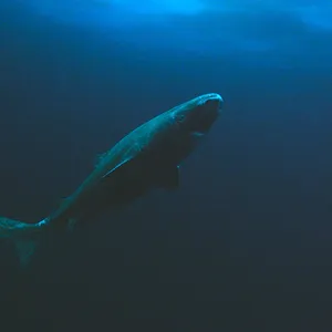 Greenland Shark Deep Blue Sea Wallpaper