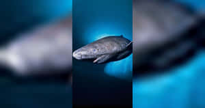 Greenland Shark Deep Blue Sea Wallpaper