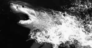 Greenland Shark Emerging With Splash Wallpaper