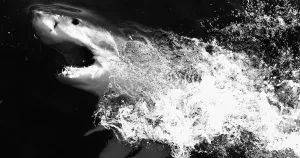 Greenland Shark Emerging With Splash Wallpaper