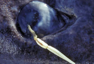 Greenland Shark Eye Closeup Wallpaper