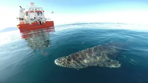 Greenland Shark Near Research Vessel Wallpaper
