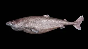 Greenland Shark Profile Wallpaper