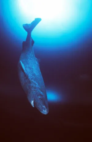 Greenland Shark Silhouette Underwater Wallpaper