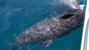 Greenland Shark Surface Swimming Wallpaper