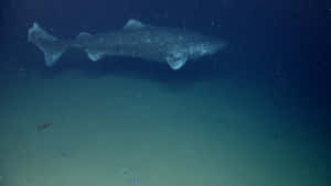 Greenland Shark Swimming Deep Sea Wallpaper