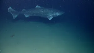 Greenland Shark Swimming Deep Sea Wallpaper