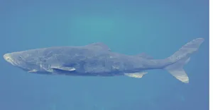 Greenland Shark Swimming Underwater Wallpaper