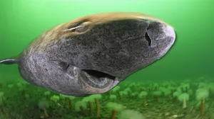 Greenland Shark Underwater Wallpaper