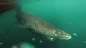Greenland Shark Underwater Wallpaper