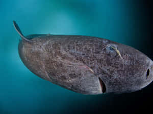 Greenland Shark Underwater Wallpaper