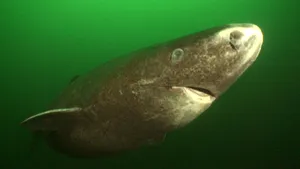 Greenland Shark Underwater Wallpaper