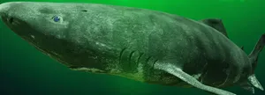 Greenland Shark Underwater Wallpaper