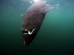 Greenland Shark Underwater Wallpaper