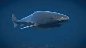 Greenland Shark Underwater Wallpaper