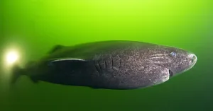 Greenland Shark Underwater Wallpaper