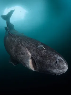 Greenland Shark Underwater Wallpaper