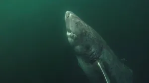 Greenland Shark Underwater Wallpaper