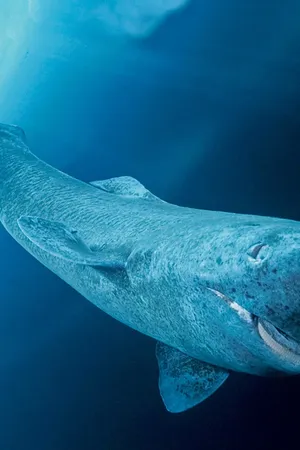 Greenland Shark Underwater Portrait Wallpaper