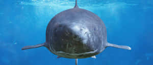 Greenland Shark Underwater Wallpaper