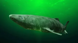 Greenland Shark Underwater Wallpaper
