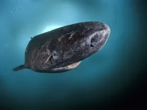 Greenland Shark Underwater Wallpaper