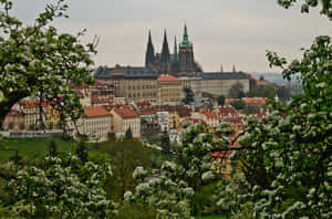 Greens At Prague Castle Wallpaper