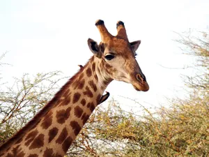 Gregarious Giraffe Closer Look Wallpaper