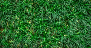 Gregarious Grass Texture Wallpaper