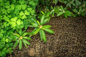 Gregarious Green Leaves Wallpaper