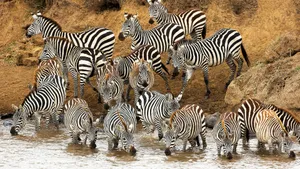 Gregarious Zebras In One Frame Wallpaper