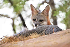 Grey Fox Restingon Ground.jpg Wallpaper