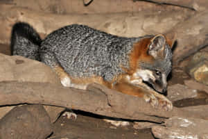 Grey Fox Restingon Rocks Wallpaper