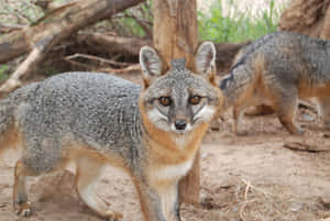 Grey Fox Staring Intently.jpg Wallpaper