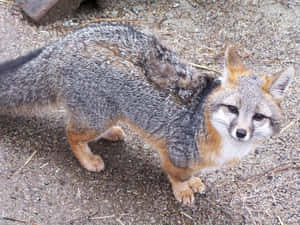 Grey Fox Up Close.jpg Wallpaper