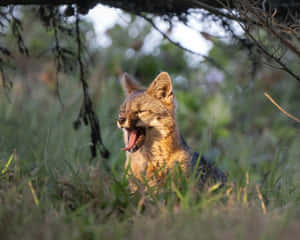 Grey Fox Yawningin Nature.jpg Wallpaper