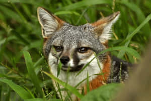 Grey Foxin Greenery.jpg Wallpaper