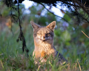 Grey Foxin Natural Habitat Wallpaper