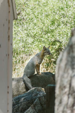 Grey Foxin Natural Habitat.jpg Wallpaper