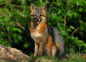 Grey Foxin Natural Habitat.jpg Wallpaper