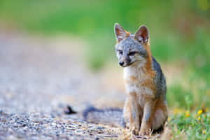 Grey Foxin Natural Habitat.jpg Wallpaper